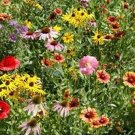 200 Wildflower Mix Seeds Perennial Fresh Seeds Fast Shipping