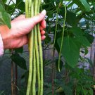 200 Yard Long Bean Seeds Asian Chinese Long Bean Fresh Seeds Fast Shipping