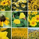 200 Yellow Wildflower Seed Mix Fresh Seeds Fast Shipping
