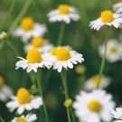 2000 Common German Chamomile Flower Seeds Organic Herbal Tea Summer Patio Container Fresh Seeds Fast