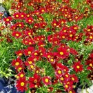 2000 Dwarf Red Plains Coreopsis Seeds Annual Wildflower 16 Inchtall Cut Flowers Poor Soils Fresh See