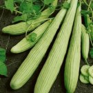 25 Armenian Yard Long Cucumber Seeds Organic Fresh Seeds Fast Shipping