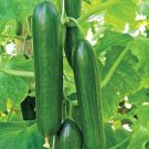 25 Ashley Long Cucumber Seeds Organic Fresh Seeds Fast Shipping