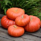 25 Cinderella Pumpkin Seeds Organic Fresh Seeds Fast Shipping