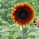 25 Earthwalker Sunflower Seeds Colorful Rare Fresh Seeds Fast Shipping