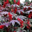 25 Giant Castor Bean Seeds Fresh Seeds Fast Shipping