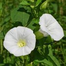 25 Moonflower Seeds Tall Night Fragrant Fast Growing Blooms Fresh Seeds Fast Shipping