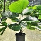 25 Ruffled Fan Palm Seed Fresh Seeds Fast Shipping