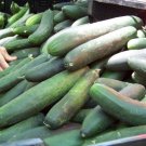 25 Straight Eight Cucumber Seeds Organic Fresh Seeds Fast Shipping