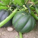 25 Table Queen Acorn Winter Squash Seeds Heorloom Organic Fresh Seeds Fast Shipping