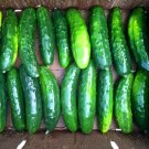 30 Marketmore 76 Cucumber Seeds Vegetable Summer Patio Container Fresh Seeds Fast Shipping