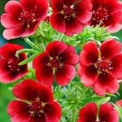 30 Monarchs Velvet Potentilla Perennial Seeds Fresh Seeds Fast Shipping