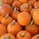 30 Sugar Pumpkin Seeds Summer Vegetable Canning Pies Baked Cooking Fresh Seeds Fast Shipping