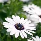 30 White Cape Daisy Seeds Fresh Seeds Fast Shipping