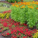 300 African Marigold Seeds Annual 3 Ft Tall Summer Fall Flowers Patio Container Fresh Seeds Fast Shi