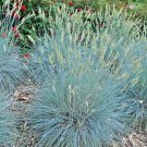 300 Blue Fescue Ornamental Grass Seeds Clumping Poor Soils Fresh Seeds Fast Shipping