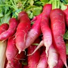 300 China Rose Radish Seeds Organic Mild Sweet Sprouting Vegetable Fresh Seeds Fast Shipping