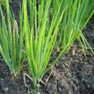300 Chives Seeds Organic Green Onion Herb Spring Summer Fall Patio Container Fresh Seeds Fast Shippi