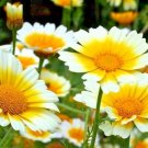 300 Garland Daisy Seeds Annual Wildflower Patio Container Flower Edible Plant Chrysanthemum Fresh Se