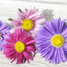 300 Giant California China Aster Mix Seeds Annual Single Cut Flowers Patio Container Fresh Seeds Fas