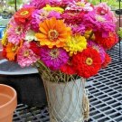 300 Giant California Zinnia Mix Flower Seeds 4-5 Inch Flowers 7 Colors Butterflies Fresh Seeds Fast 