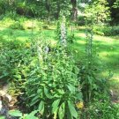 300 Great Blue Lobelia Seeds Wildflower Woodlands Shade Patio Container Fresh Seeds Fast Shipping