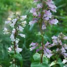 300 Hairy Beardtongue Flower Seeds Wildflower Sun Shade Patio Container Fresh Seeds Fast Shipping
