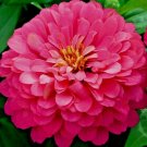 300 Hot Pink Zinnia Seeds Summer Fall Flower Container Cut Flowers Luminosa Fresh Seeds Fast Shippin