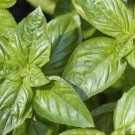 300 Italian Large Leaf Basil Seeds Organic Herb Summer Vegetable Patio Container Fresh Seeds Fast Sh