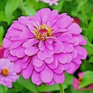 300 Lavender Zinnia Seeds Summer Fall Container Cut Flowers Fresh Seeds Fast Shipping