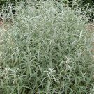 300 Prairie Sage White Sagebrush Seeds Wildflower Fragrant Smudging Cold Heat Poor Soils Fresh Seeds