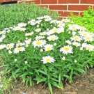 300 Silver Princess Flower Seeds Wildflower Compact 18 Inch Plant Shasta Daisy Cut Flowers Patio Con