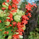 300 Standing Cypress Flower Seeds Texas Wildflower Poor Soils Scarlet Gilia Fresh Seeds Fast Shippin