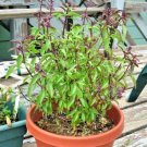 300 Thai Basil Seeds Organic Asian Flowering Herb Summer Vegetable Patio Container Fresh Seeds Fast 