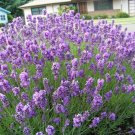 300 True English Lavender Seed Organic Herb Oils Fragrance Dried Repellent Fresh Seeds Fast Shipping