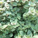 300 True Greek Oregano Seeds Organic Herb Summer Vegetable Patio Container Fresh Seeds Fast Shipping