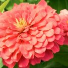 300 Zinnia Coral Beauty Seeds Summer Fall Flower Cut Flowers Fresh Seeds Fast Shipping