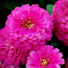 300 Zinnia Rose Pink Seeds Summer Fall Container Cut Flowers Fresh Seeds Fast Shipping