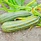 35 Cocozelle Zucchini Seeds Organic Italian Squash Container Fresh Seeds Fast Shipping