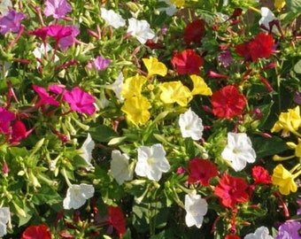 35 Four Oclock Mix Seeds Fresh Seeds Fast Shipping