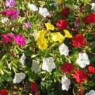 35 Four Oclock Mix Seeds Fresh Seeds Fast Shipping