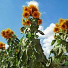 35 Skyscraper Sunflower Seeds Giant Wildflower 12-18 Ft Tall Summer Flower Birds Fresh Seeds Fast Sh