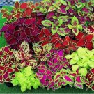 350 Coleus Rainbow Mix Flower Seeds Annual Shade Patio Container Houseplant Groundcover Fresh Seeds 