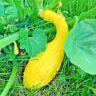 40 Crookneck Squash Seeds Pre-1800 S Summer Vegetable Fresh Seeds Fast Shipping