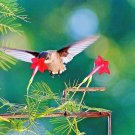 40 Cypress Hummingbird Vine Seeds Climber 6-12 Tall Summer Fall Flower Container Fresh Seeds Fast Sh