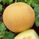 40 Delicious 51 Cantaloupe Seed Organic Summer Melon Vine Muskmelon Fresh Seeds Fast Shipping