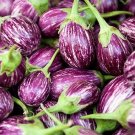 40 Galaxy Of Stars Eggplant Seeds Fresh Seeds Fast Shipping