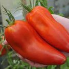 40 Jersey Devil Tomato Seeds Fresh Seeds Fast Shipping