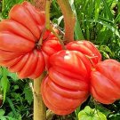 40 Mushroom Basket Tomato Seeds Fresh Seeds Fast Shipping