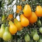 40 Organic Yellow Pear Cherry Tomato Seeds Fresh Seeds Fast Shipping